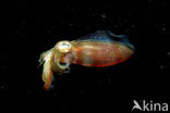 Oval Squid (Sepioteuthis lessoniana)