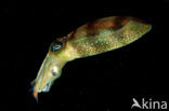 Oval Squid (Sepioteuthis lessoniana)