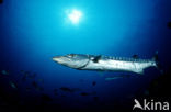 Grote Barracuda (Sphyraena barracuda)