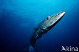Grote Barracuda (Sphyraena barracuda)