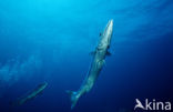 Grote Barracuda (Sphyraena barracuda)