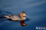 Grote Zaagbek (Mergus merganser)