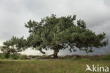 Scots Pine (Pinus sylvestris)