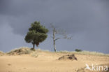 Scots Pine (Pinus sylvestris)