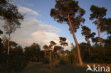 Grove den (Pinus sylvestris)