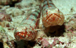 Hagedisvis (Synodus variegatus)