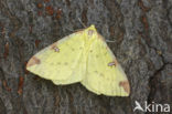 Brimstone Moth (Opisthograptis luteolata)