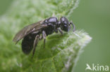 Lasioglossum semilucens