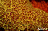 Hard coral