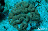 Hard coral