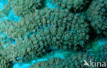 Hard coral