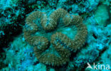 Hard coral