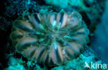 Hard coral