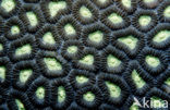 Hard coral