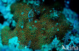 Hard coral