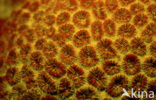 Hard coral