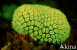 Hard coral