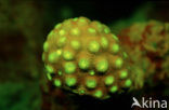 Hard coral