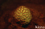 Hard coral