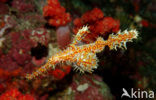 Harlequin ghost pipefish (Solenostomus paradoxus)