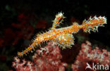 Harlequin ghost pipefish (Solenostomus paradoxus)