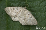 The Annulet (Charissa obscurata