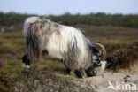 Hollandse landgeit (Capra domesticus)