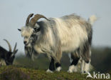 Hollandse landgeit (Capra domesticus)