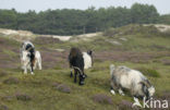 Hollandse landgeit (Capra domesticus)