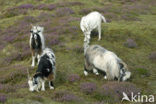 Hollandse landgeit (Capra domesticus)