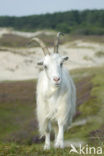 Hollandse landgeit (Capra domesticus)