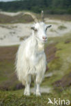 Hollandse landgeit (Capra domesticus)