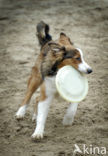 Dog (Canis domesticus)