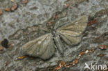 Marsh Pug (Eupithecia pygmaeata)