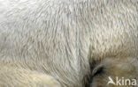 Polar bear (Ursus maritimus) 