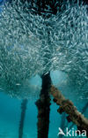 Indische glasvis (Parapriacanthus ransonneti)