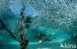 Indische glasvis (Parapriacanthus ransonneti)