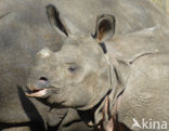 Indian rhinoceros (Rhinoceros unicornis) 