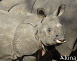 Indian rhinoceros (Rhinoceros unicornis) 