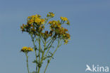 Common Ragwort (Jacobaea vulgaris)