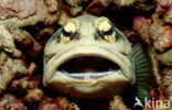 Jawfish (Opistognathus dendriticus)