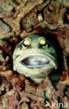 Jawfish (Opistognathus dendriticus)