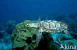 Hawksbill Turtle (Eretmochelys imbricata) 