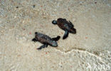 Hawksbill Turtle (Eretmochelys imbricata) 