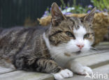 Kat (Felis domesticus