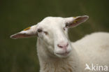 sheep (Ovis domesticus)