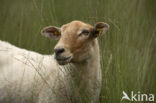 sheep (Ovis domesticus)