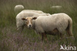 sheep (Ovis domesticus)