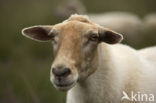 sheep (Ovis domesticus)