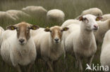 Kempisch heideschaap (Ovis domesticus)